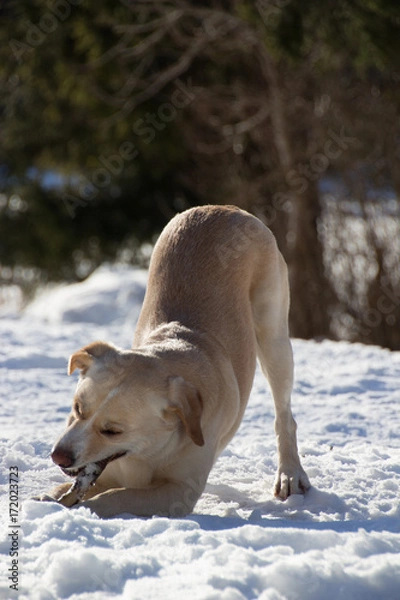 Fototapeta dog playing with a brench in snow
