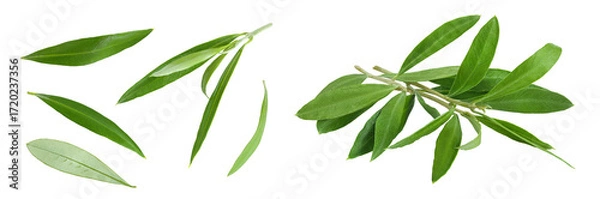 Fototapeta Olive green leaves isolated on white background. Top view. Flat lay.