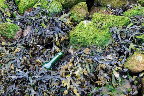 Fototapeta Low tide rocks with moss, seaweed, and a green bottle in flensburg