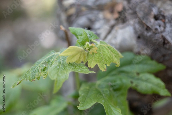 Fototapeta green leaf on a tree