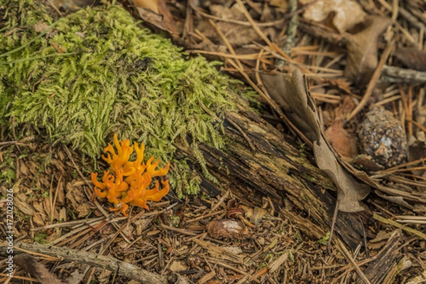 Fototapeta Orange Ramaria flava in summer dark forest