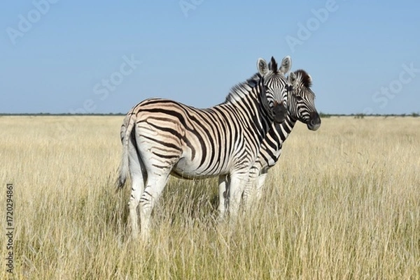 Obraz Steppenzebras (Equus quagga) im Etoscha Nationalpark in Namibia