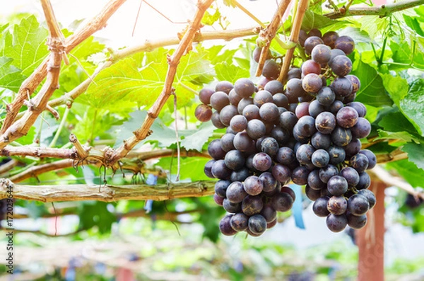 Fototapeta red grapes with green leaves.