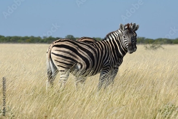 Obraz Steppenzebras (Equus quagga) im Etoscha Nationalpark in Namibia