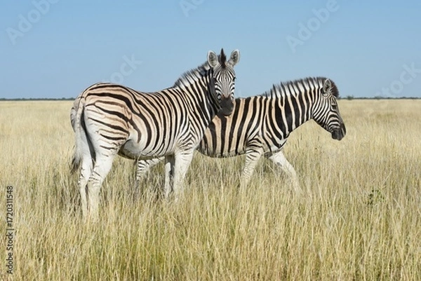 Obraz Steppenzebras (Equus quagga) im Etoscha Nationalpark in Namibia