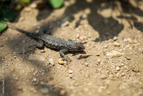 Obraz lizard on the stone