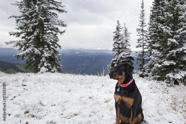 Obraz Snow Loving Dog