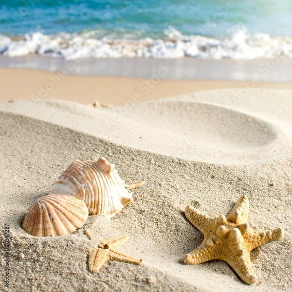Obraz Seashells and starfish on beach sand