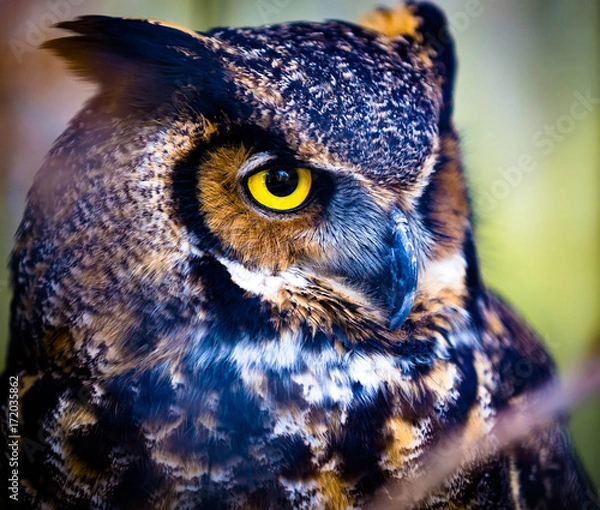 Obraz Great Horned owl