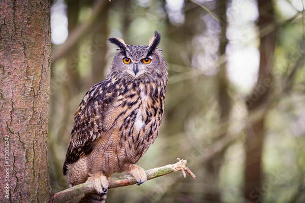 Obraz Eurasian Eagle Owl