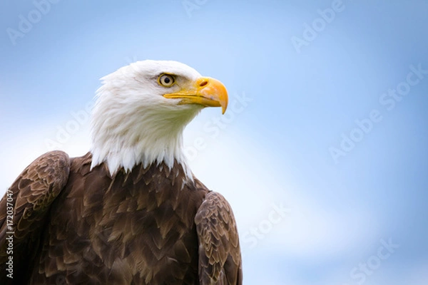 Obraz Bald Eagle