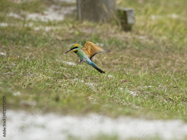 Obraz Australian Rainbow Bee Eaters on the Sunshine Coast, Queensland