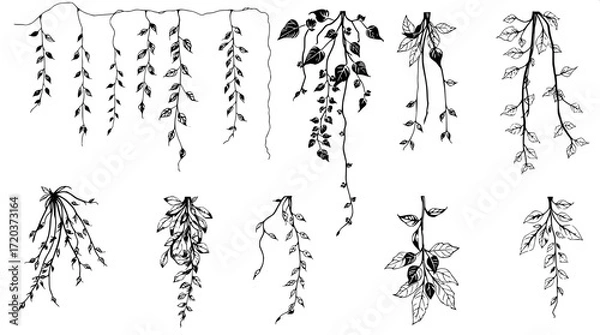 Fototapeta "Overhead composition of botanical ink sketches, divided into three neat rows. The plants include hanging foliage, vine tendrils, and leaf clusters, drawn in bold monochrome with fine shading details.