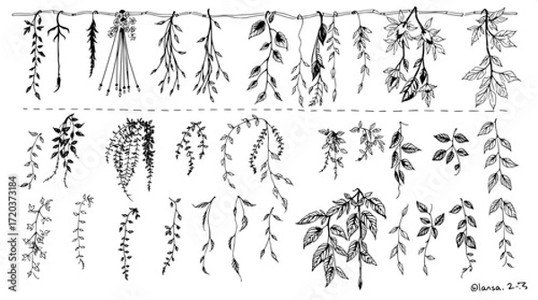Fototapeta "Overhead composition of botanical ink sketches, divided into three neat rows. The plants include hanging foliage, vine tendrils, and leaf clusters, drawn in bold monochrome with fine shading details.