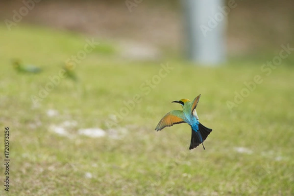 Obraz Australian Rainbow Bee Eaters on the Sunshine Coast, Queensland