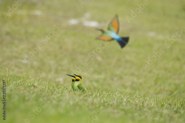 Obraz Australian Rainbow Bee Eaters on the Sunshine Coast, Queensland