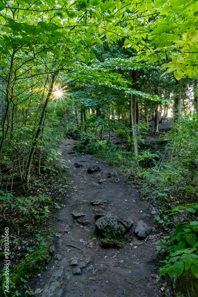 Obraz A tranquil hiking trail through the lush, sun-dappled forest of Mt. Nemo in Burlington, Ontario.