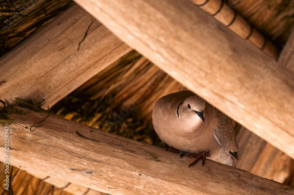 Fototapeta A dove resting on a wooden beam beneath a thatched roof in coastal setting.