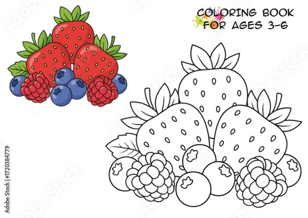Obraz Colorful strawberries and raspberries for children's coloring book  