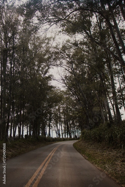 Fototapeta Road Through Forest with Overhanging Trees