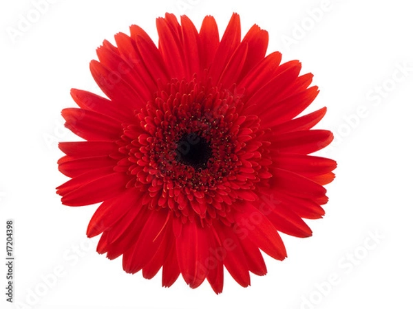 Obraz Red gerbera against white background