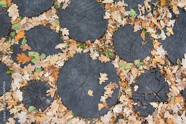 Fototapeta Step on a tree stub and fallen autumn leaves