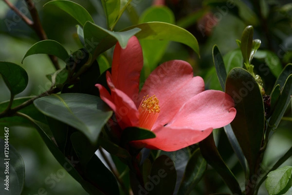 Obraz アザレアツバキ