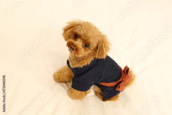 Fototapeta 和服を着ているトイ・プードル