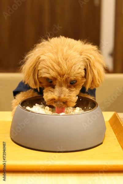 Fototapeta ご飯を食べるトイ・プードル