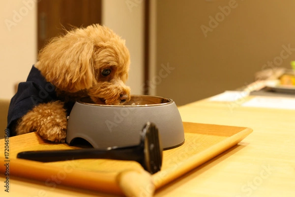 Fototapeta まるで人間の様にご飯を食べるトイ・プードル