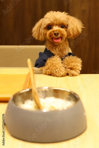 Fototapeta テーブルでご飯を見つめるトイ・プードル