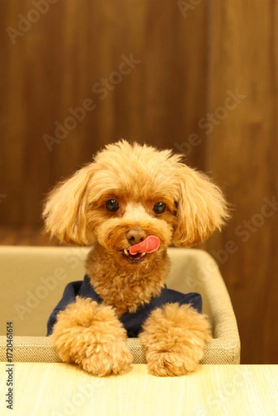 Fototapeta テーブルで料理を待っているトイ・プードル