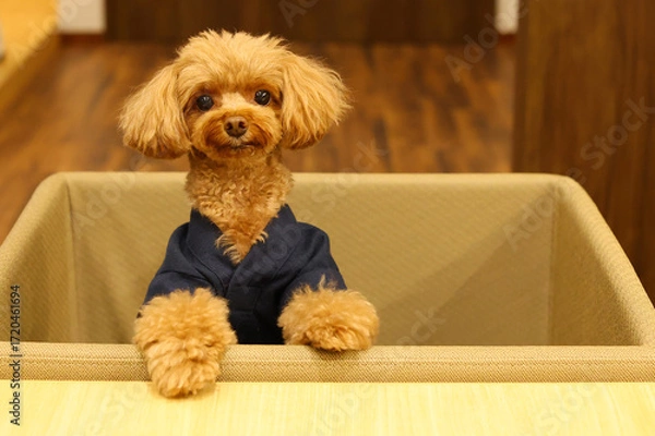 Fototapeta テーブルで料理が運ばれてくるのを待っているトイ・プードル
