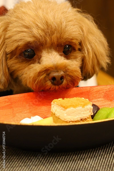 Fototapeta デザートを盗み食いしようとしているトイ・プードル