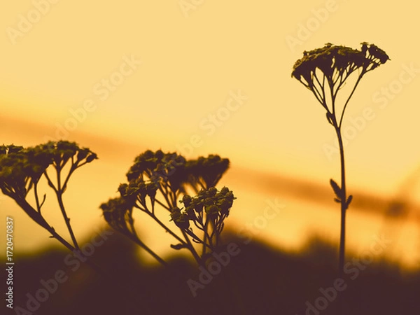 Fototapeta Silhouette of wildflowers against a golden sunset sky. The image captures the silhouettes of wildflowers and grasses, set against a warm, golden-hued sunset sky, creating a serene and natural scene.