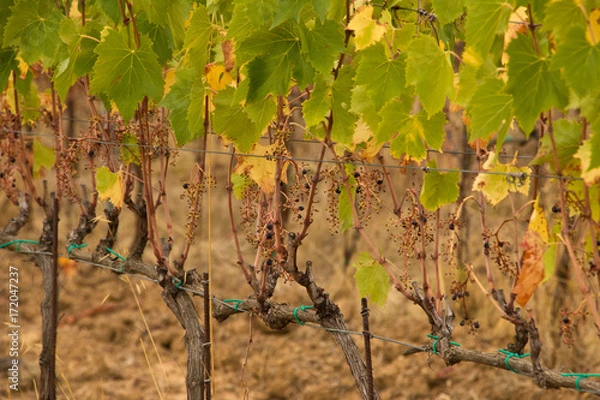 Obraz drought vineyard