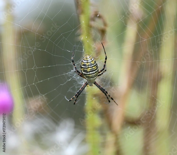Fototapeta spider on the web