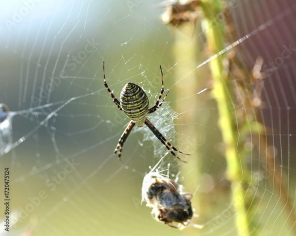 Obraz spider on the web