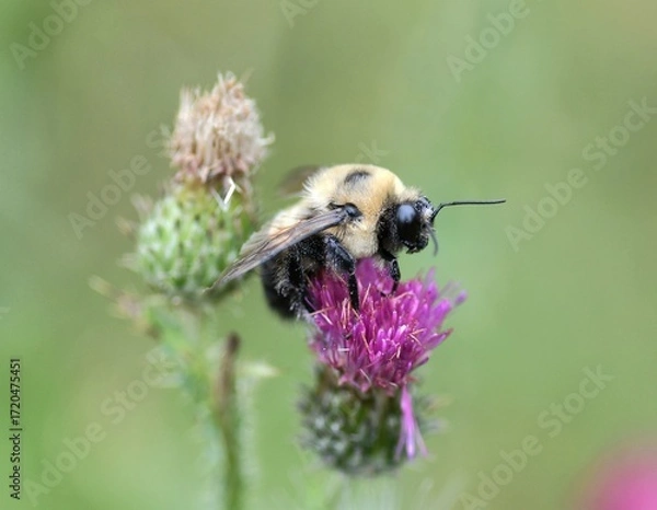Obraz bee on pink flower