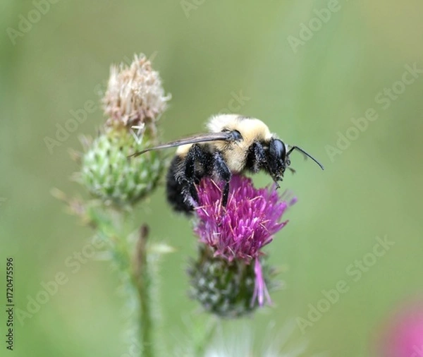 Fototapeta bee on a flower