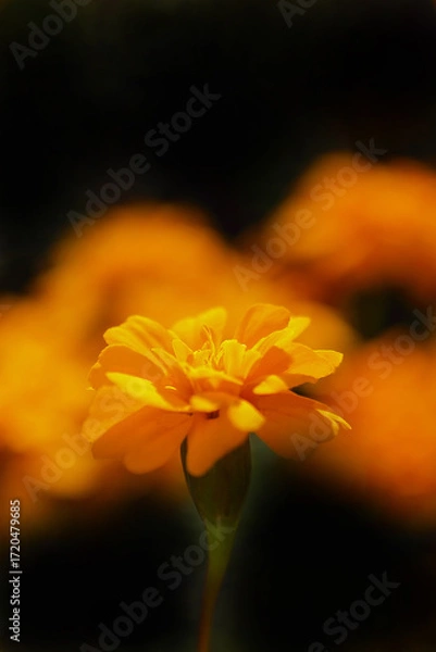 Fototapeta 色鮮やかなマリーゴールド