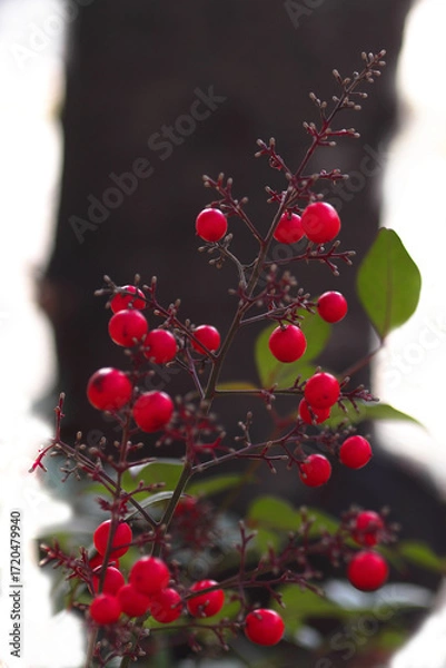 Fototapeta 赤いナンテンの実