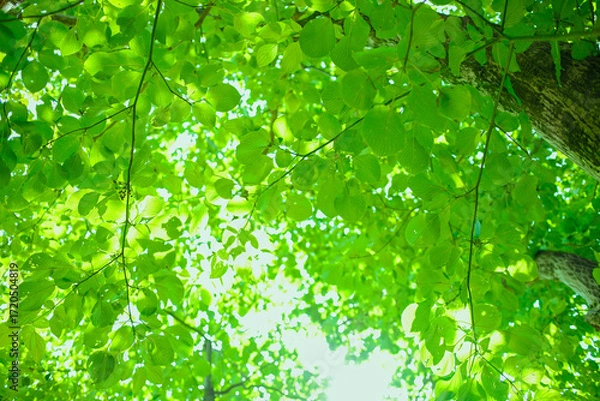 Fototapeta 森の葉