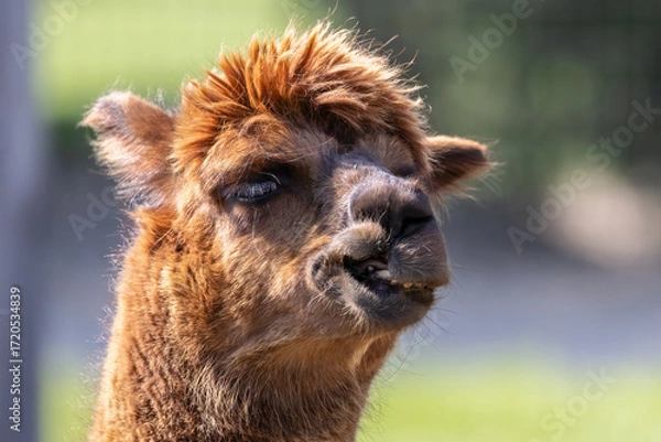 Obraz Alpaca Vicugna pacos Closeup Portrait