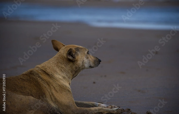 Fototapeta Stray Life