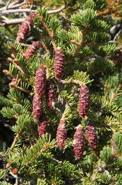 Fototapeta Engelmann Spruce (Picea engelmannii) cones in Beartooth Mountains, Montana