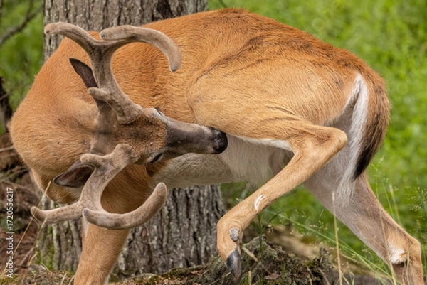 Obraz White-tailed Deer Buck Grooming with Velvet Antlers (Odocoileus virginianus)