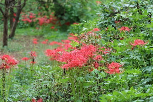 Fototapeta 赤くきれいに咲く彼岸版　秋の公園