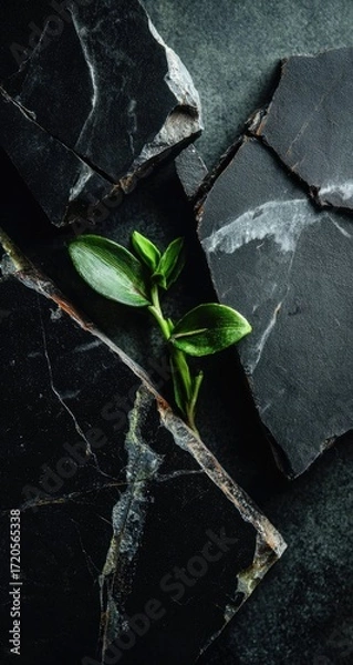 Fototapeta Dark stone slabs with a delicate green sprout.