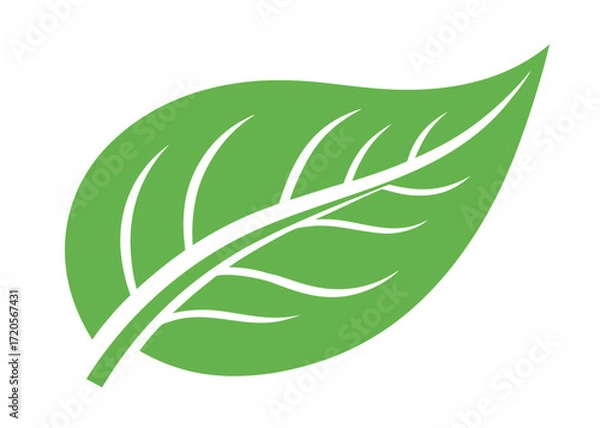 Fototapeta Single green leaf with white veins simple graphic design element on white background vector illustration